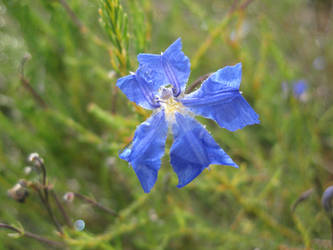 Lechenaultia biloba