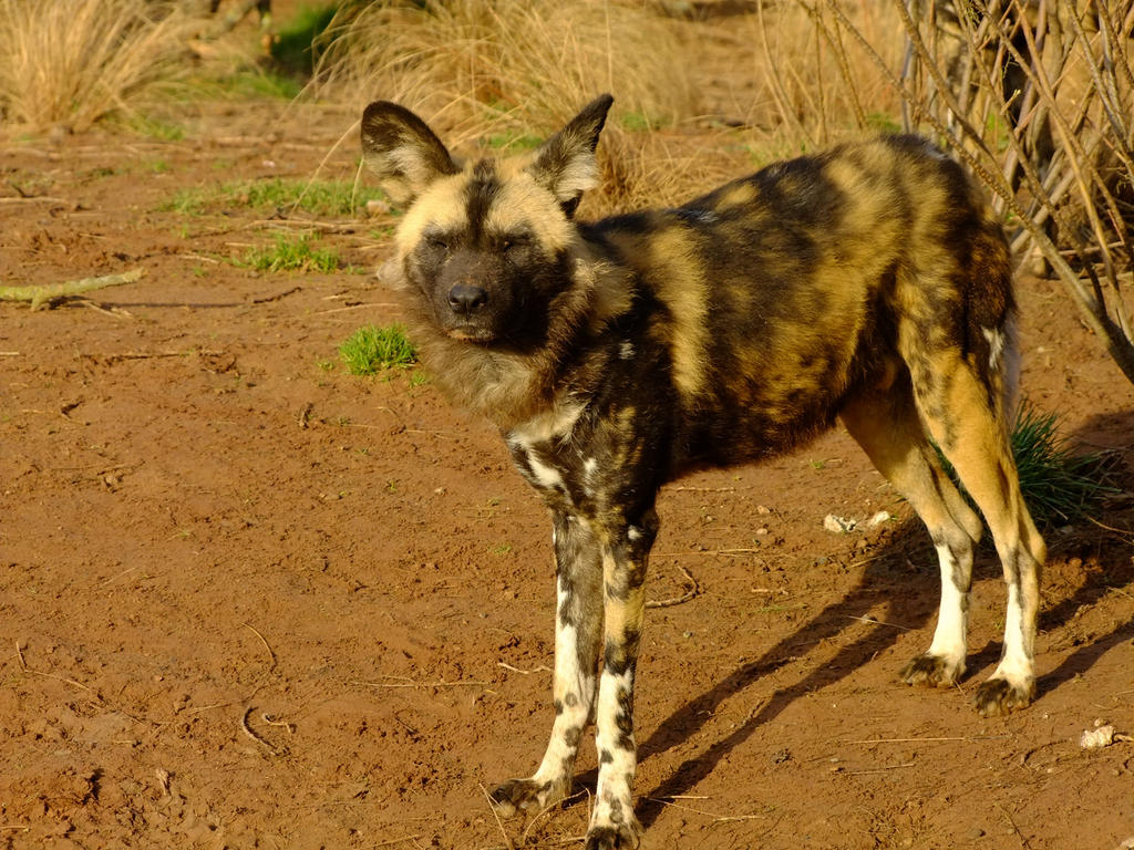 African Wild Dog 11