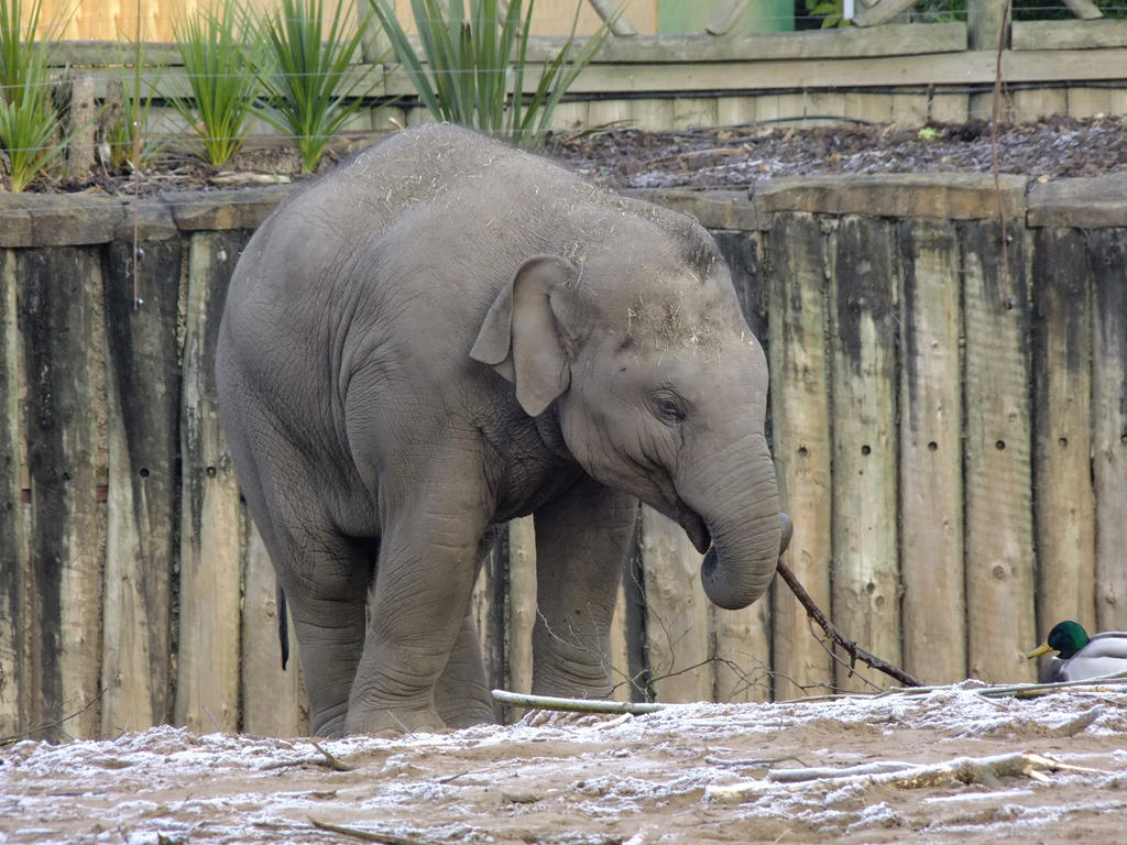 Asian Elephant 2