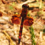 Red Dragonfly