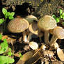 Fairy Mushrooms