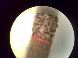 Microscope Fun - Lighting Match