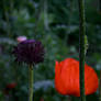 Poppies