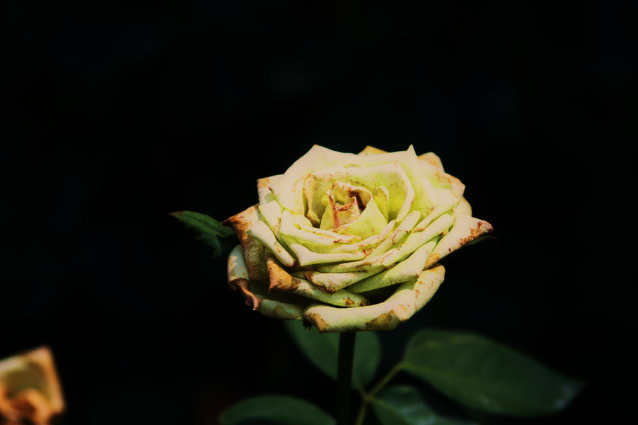 Rotting Roses by Megzrush on DeviantArt