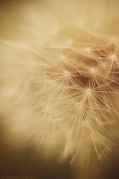 Dandelion.