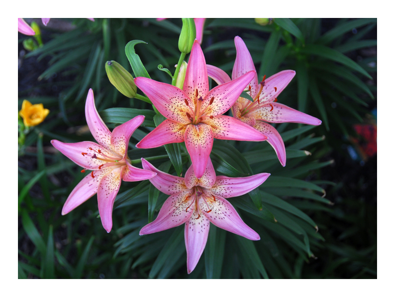 Asiatic Lily 2