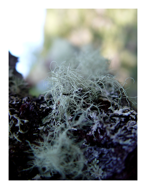 Usnea barbata