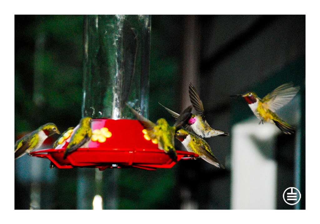 Feeding frenzy 2 free download Feeding frenzy 2 free download