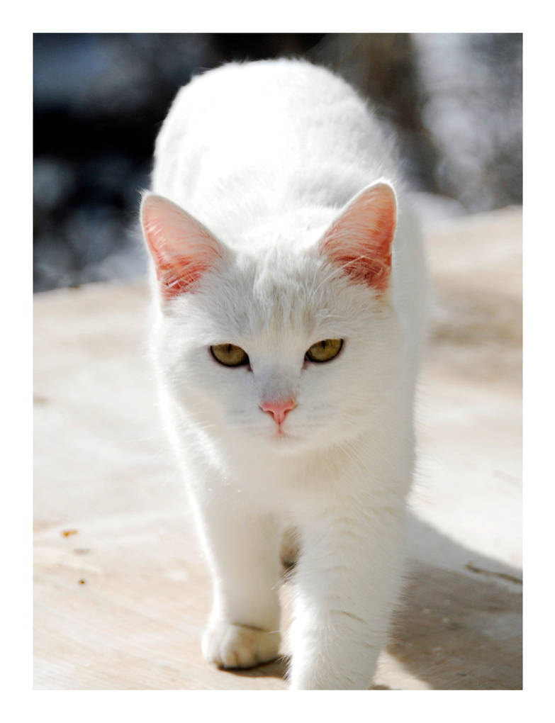 Белая домашняя кошка