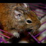 Degu