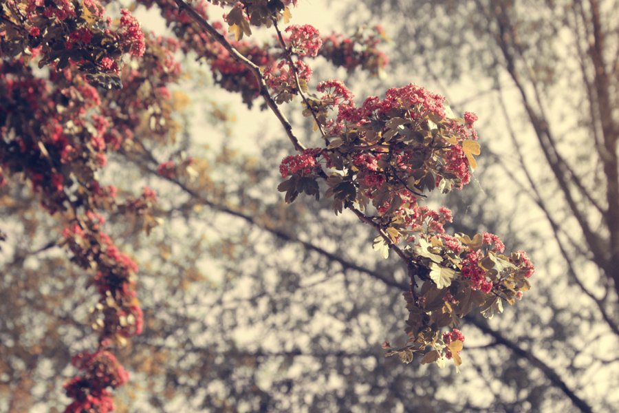 Innocence of a flower