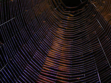 Spider Web 2