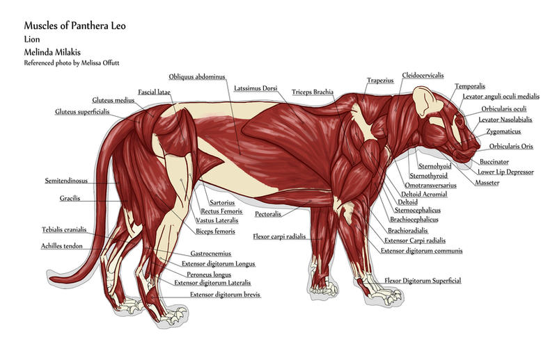Die Anatomie Der Muskelstruktur Eines Lion LNQHGO die-anatomie-der-muskelstruktur-eines-lion-lnqhgo