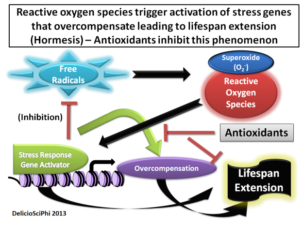 Free Radicals need a PR firm- Hormesis + Longevity by deliciosciphi