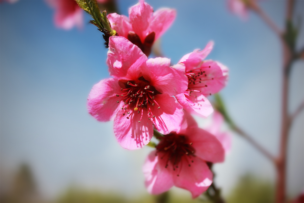 Peach Flower