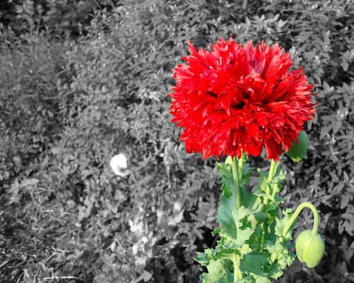 Red Flower