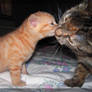 kitty kiss