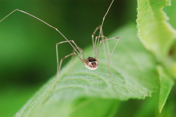 Tigani Insect 44 by Tigaroni on DeviantArt