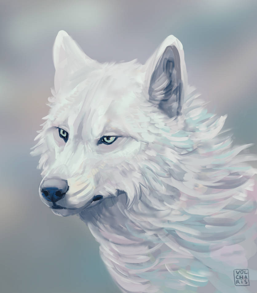 White wolf by Volcharis on DeviantArt