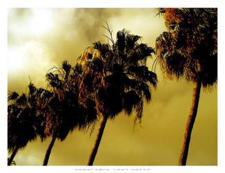 Golden Palm Trees