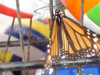 Rustic Butterflies