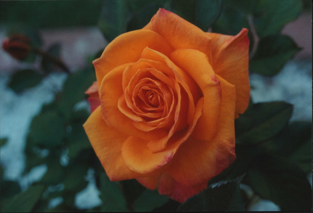 Chris Evert Rosa Chris Evert Rose by EasyKillJDW on DeviantArt