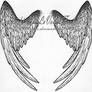 Feathered wings tatoo design