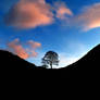 Sycamore Gap 3 - Hadriens Wall