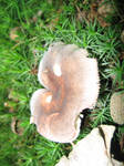 Mushroom Aertrijke 584