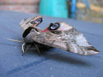 Moth on my garden 10 by carinaD-stock