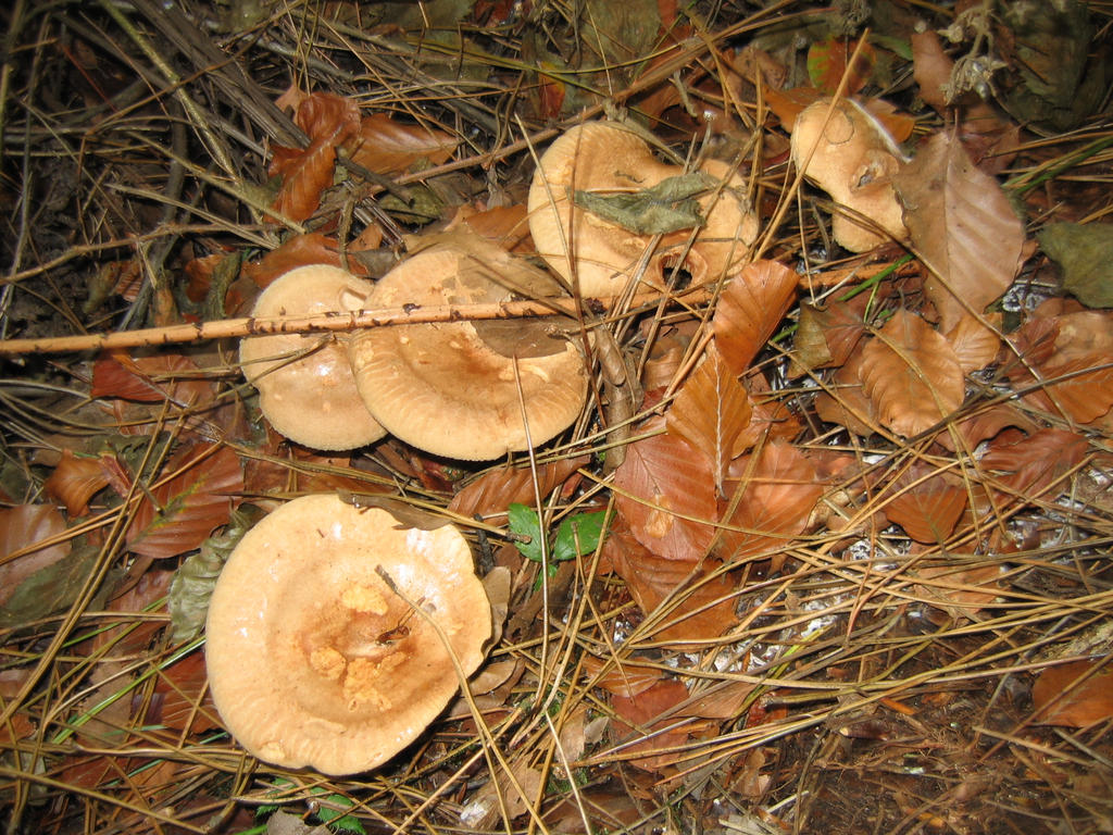 Mushroom 986