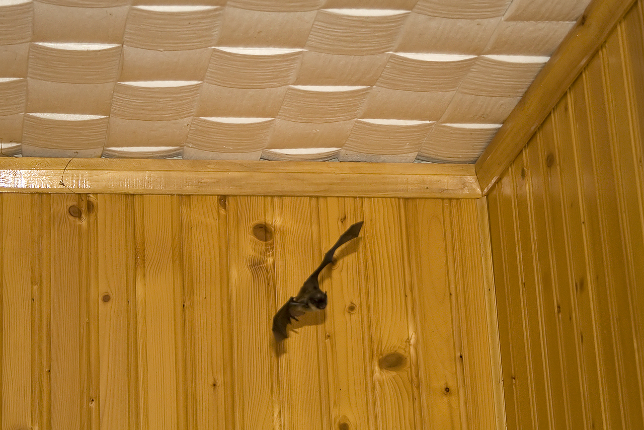 Bat in my house. #2