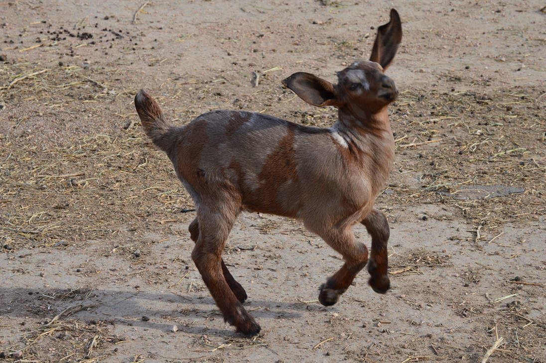 A goat named Ranger by KiraKaenArt on DeviantArt