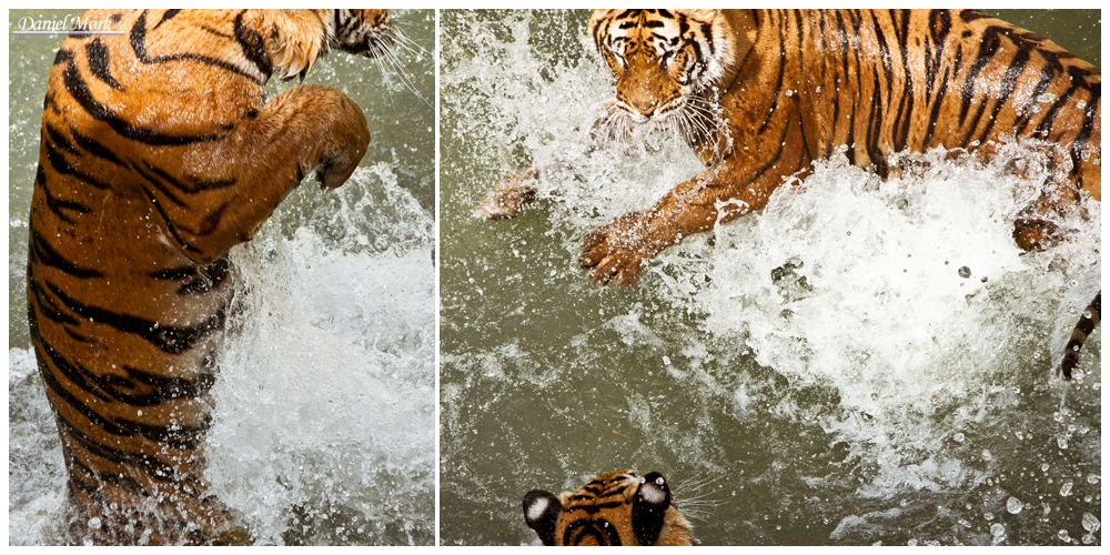 Tigers water wrestles