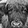 Scottish Highland Cattle