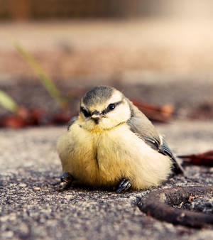 posing bird