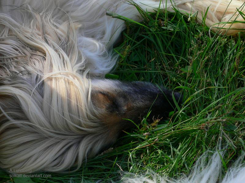 Afghan hound resting