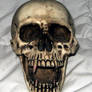 Sawy-stock:Skull