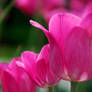Tulips XIV