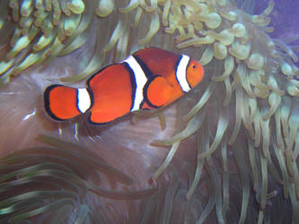 CB Clownfish I by LDFranklin