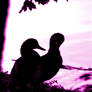 Duck Silhouettes