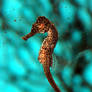 Seahorse 2