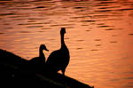 Silhouettes Watching by LDFranklin