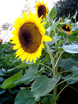 Sunflower Garden