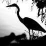 BW Heron 2