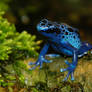 Blue Poison Dart Frog V