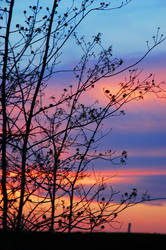 Silhouettes Of Branches