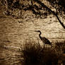 Heron Under The Tree