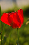 Open Red Tulip I by LDFranklin