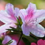 Azaleas VI